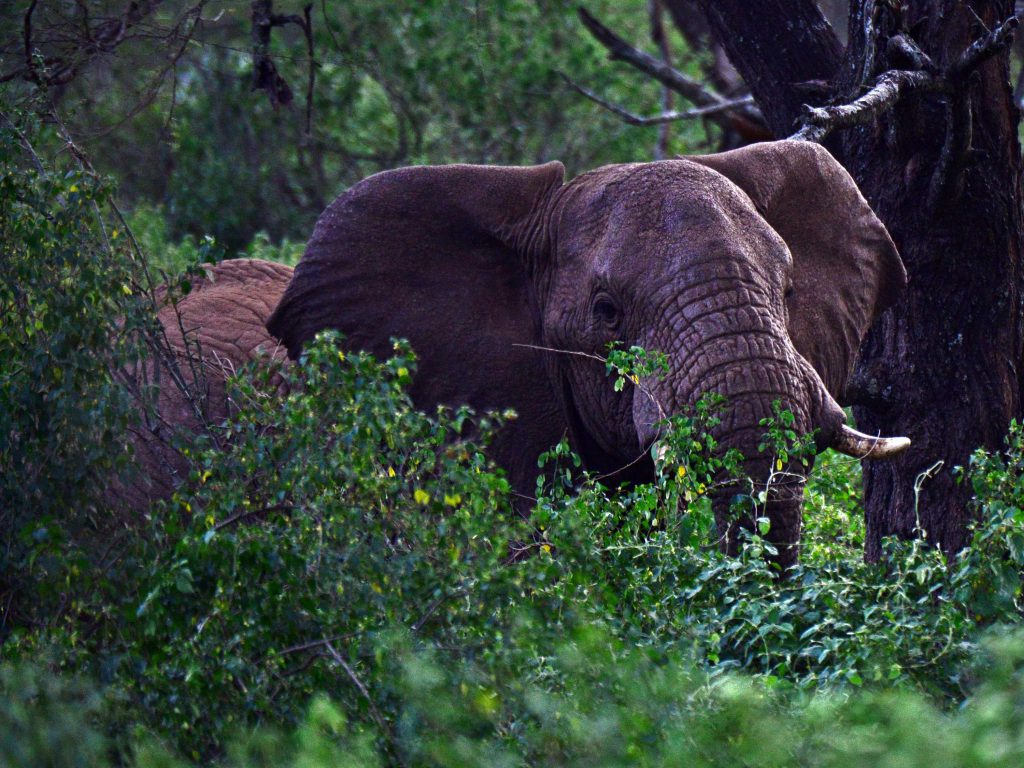 Babille Elephant Sanctuary 