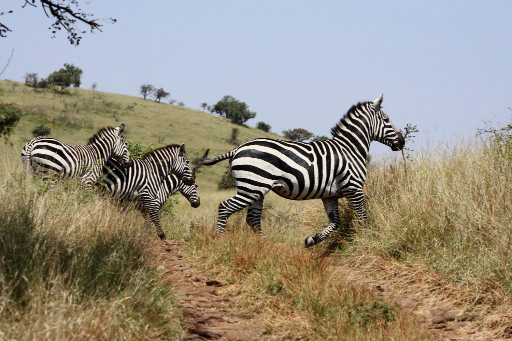 Zebra in Mago National Park
