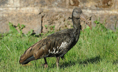 wattled-ibis