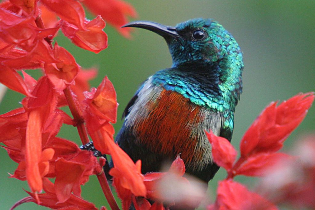 Abijata-Shalla National Park